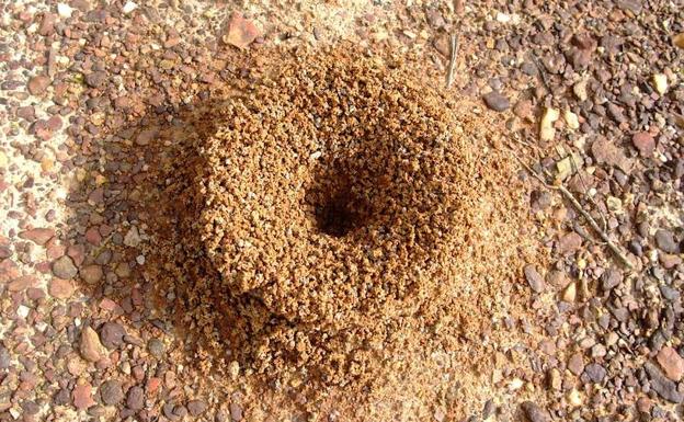 La historia de una mujer con hormigas en la vagina triunfa en Twitter